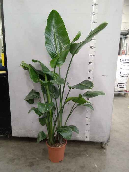 <h4>Strelitzia nicolai</h4>
