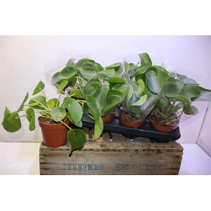 Pilea Peperomioides