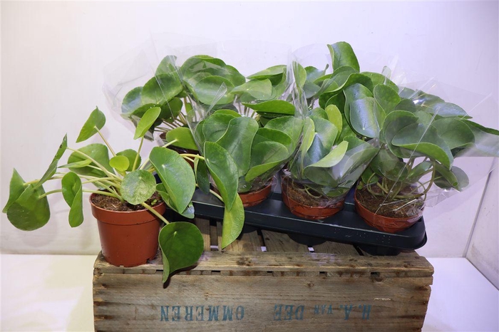 <h4>Pilea Peperomioides</h4>