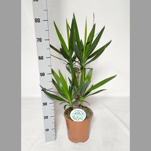 YUCCA