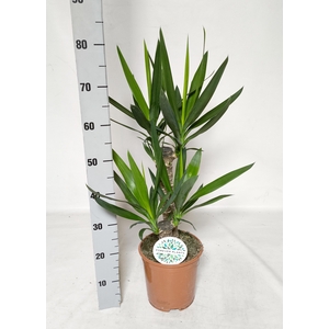 YUCCA