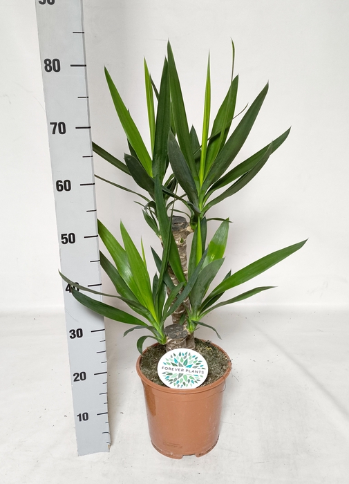 <h4>YUCCA</h4>