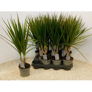 DRA MARGINATA