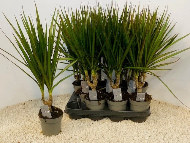 <h4>DRA MARGINATA</h4>