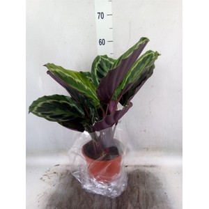 Calathea   ...mix