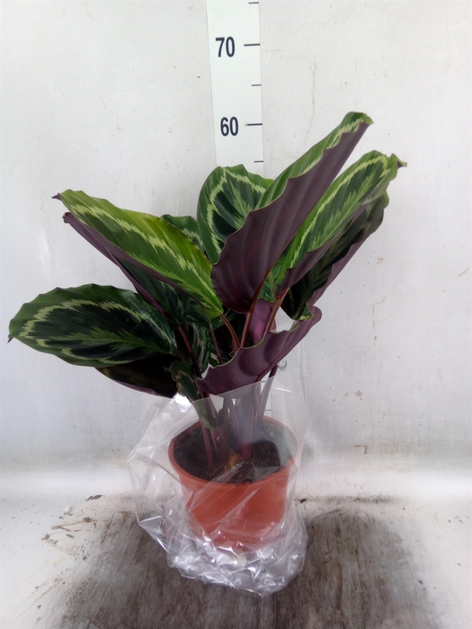 <h4>Calathea   ...mix</h4>