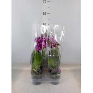 Phalaenopsis  'Tying S Black Bear'