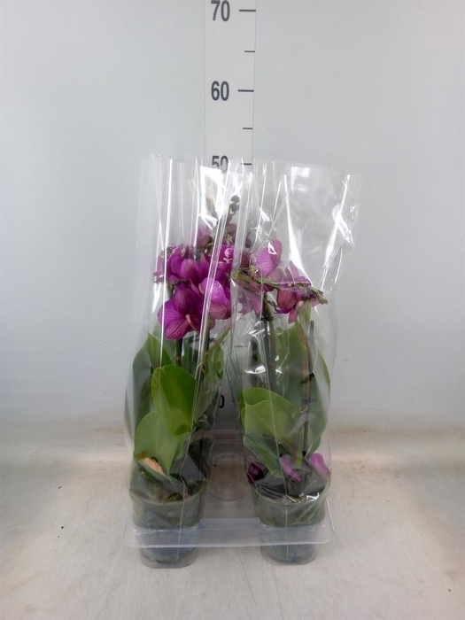 <h4>Phalaenopsis 'Tying S Black Bear'</h4>