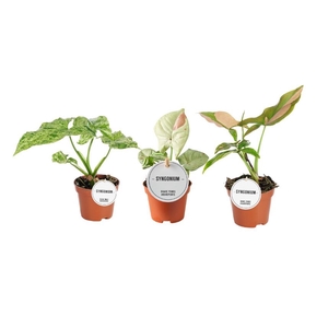 Syngonium