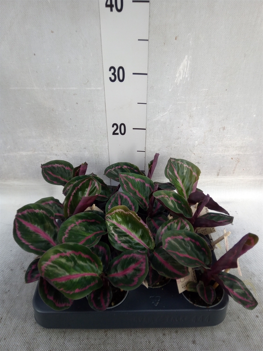 <h4>Calathea   ...</h4>