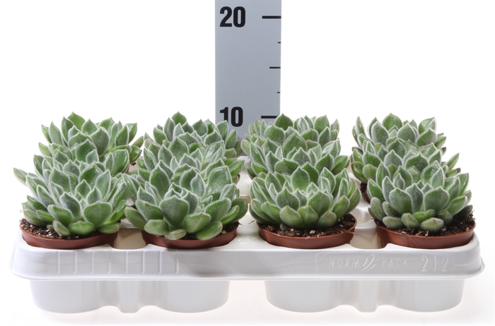 <h4>Echeveria setosa</h4>