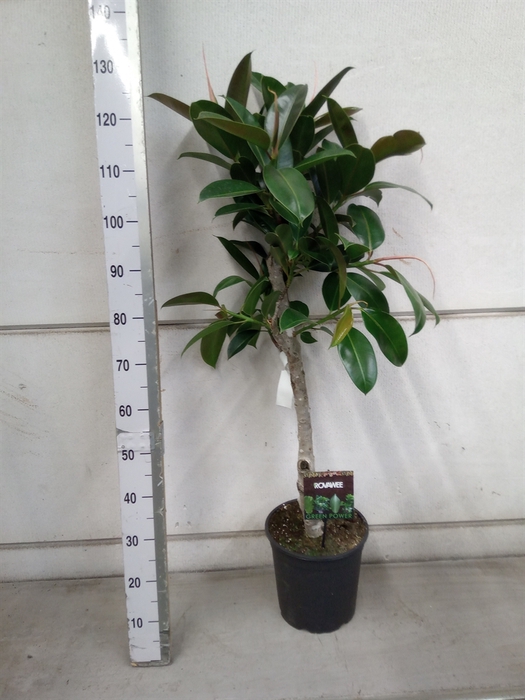 <h4>Ficus elastica 'Melany'</h4>