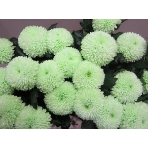 Chr G Superbowl Sweet Groen