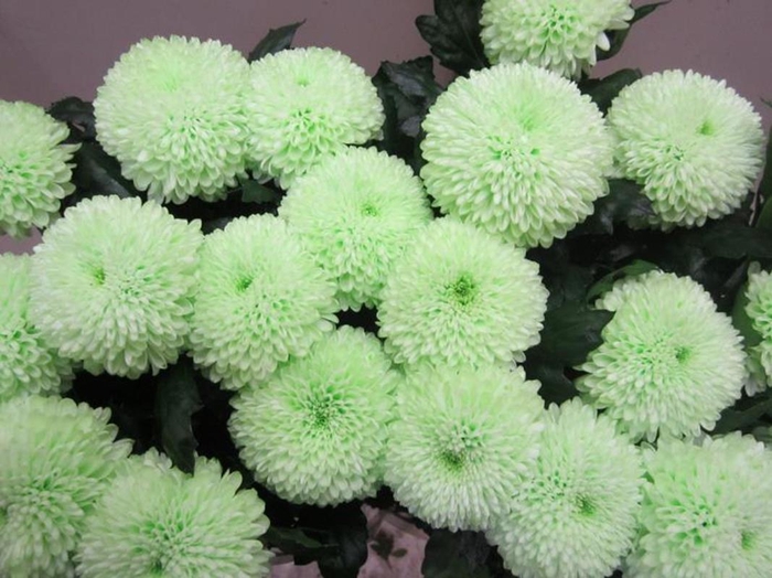 <h4>Chr G Superbowl Sweet Groen</h4>