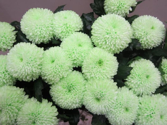 <h4>Chr G Superbowl Sweet Groen</h4>