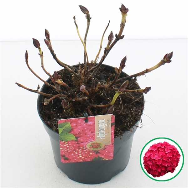 <h4>Hydrangea macr. Rood C2 (17cm.)</h4>