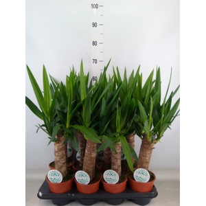 Yucca   ...