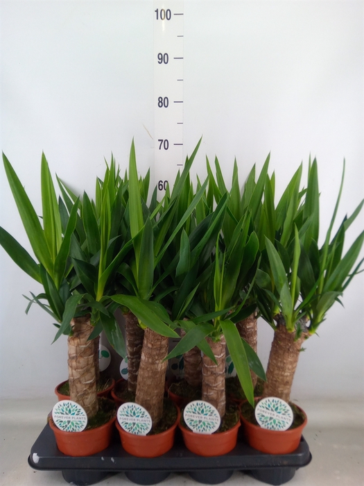 <h4>Yucca   ...</h4>