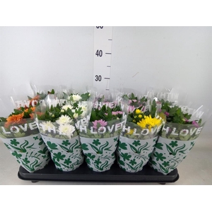Chrysanthemum   ..mix 5
