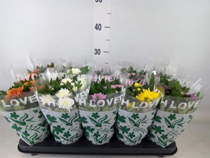 <h4>Chrysanthemum   ..mix 5</h4>