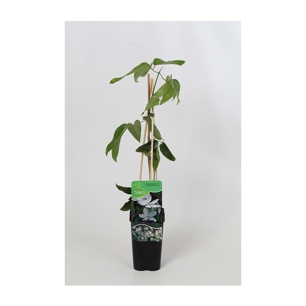 <h4>Clematis armandii</h4>