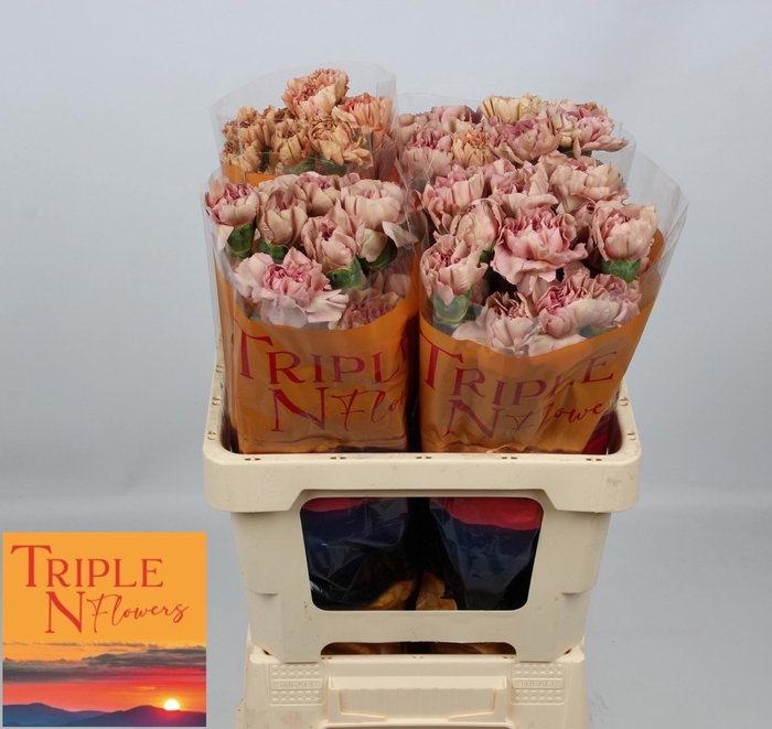 <h4>DI ST HAPPY CHERY</h4>