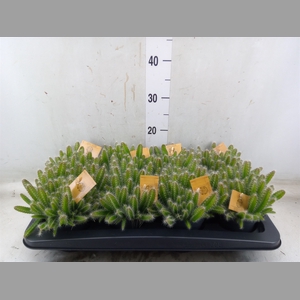 Hylocereus undatus