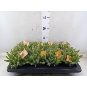 Hylocereus undatus