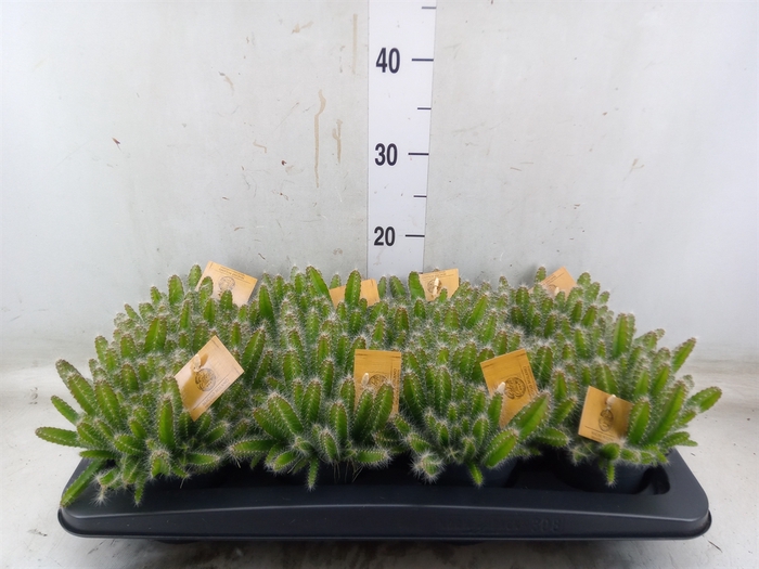 <h4>Hylocereus undatus</h4>