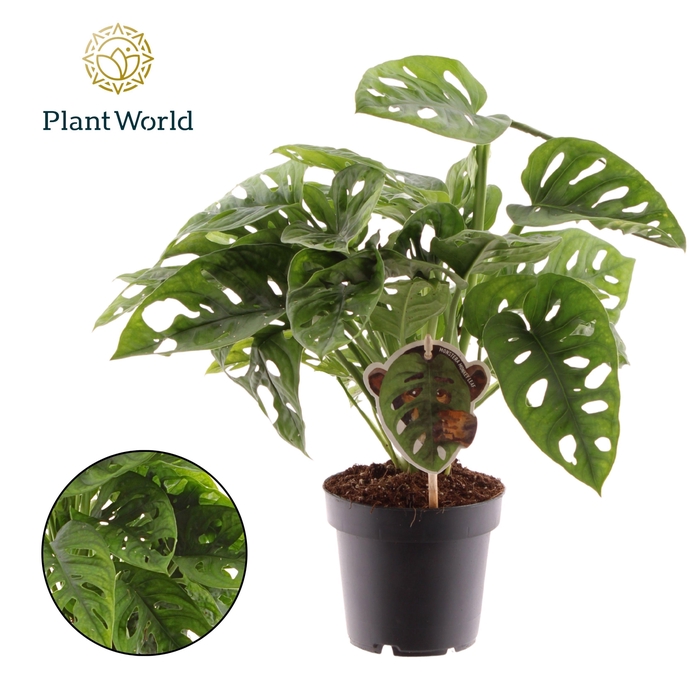 <h4>Monstera obliqua 'Monkey Leaf'</h4>