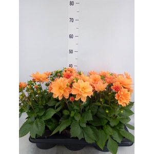 Dahlia  'Dahlinova Tempt Golden'