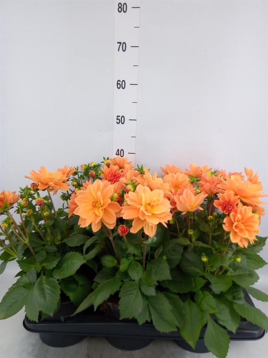 <h4>Dahlia  'Dahlinova Tempt Golden'</h4>