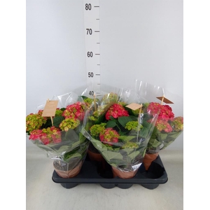 Hydrangea mac. 'Hi Tornado'