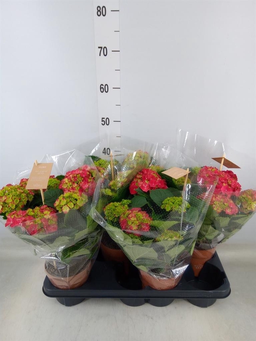 <h4>Hydrangea mac. 'Hi Tornado'</h4>