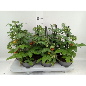 Solanum lycopersicum   ...