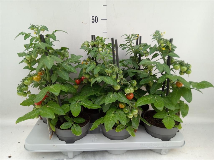 <h4>Solanum lycopersicum   ...</h4>