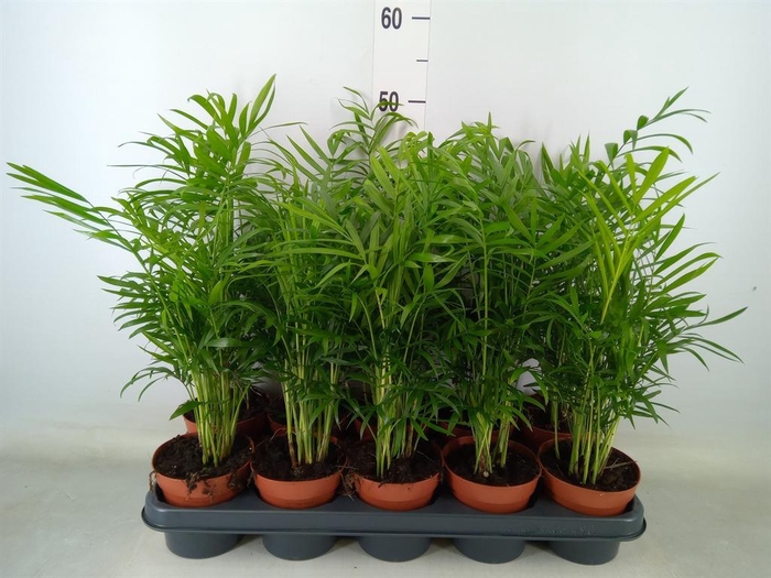 <h4>Chamaedorea elegans</h4>