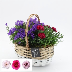 CACR-2501 Campanula creatie