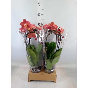 Phalaenopsis  'Elegant Cascade'