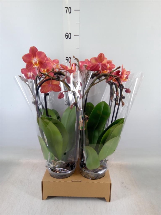 <h4>Phalaenopsis  'Elegant Cascade'</h4>