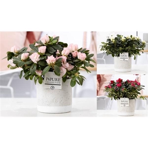 Azalea P&PURE Collection Jade keramiek