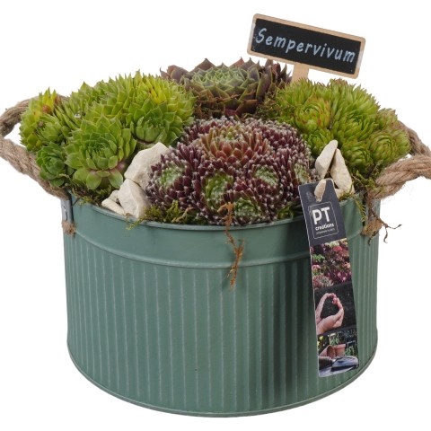 <h4>Opm Pt PTS2790 Sempervivum Zink Pot</h4>