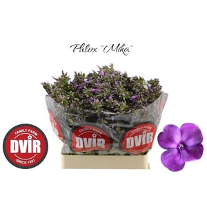 PHLOX P MIKA
