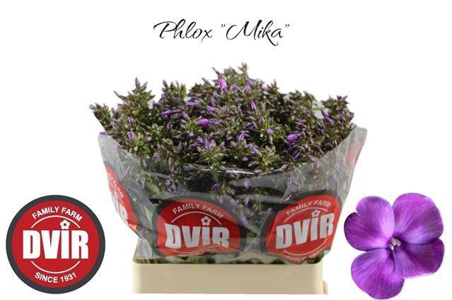 <h4>PHLOX P MIKA</h4>
