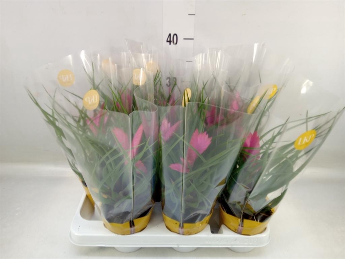 <h4>Tillandsia cyanea 'Josee'</h4>