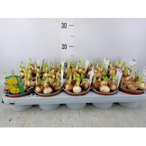 Narcissus  'Tete a tete'