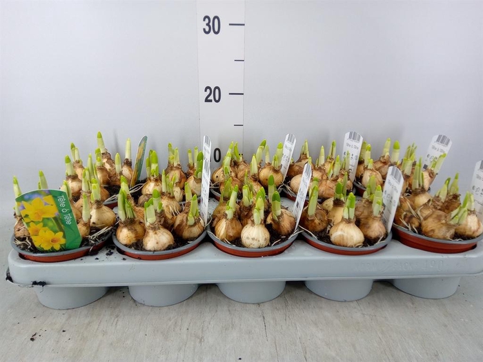 <h4>Narcissus 'Tete a tete'</h4>