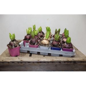 arr8 Hyacin Gem 4 Kl