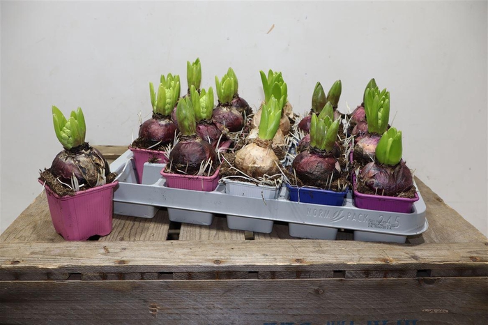 <h4>Hyacin Gem 4 Kl</h4>