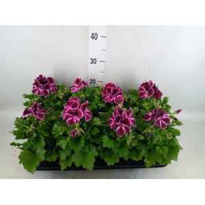 Pelargonium gran.   ..